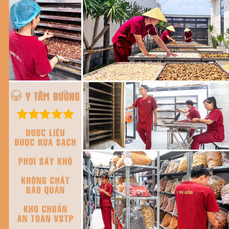 DƯƠNG SÂM LÀ LOẠI SÂM QUÝ TÂY BẮC CÓ GIÁ TRỊ DINH DƯỠNG VÀ SỨC KHỎE CAO
