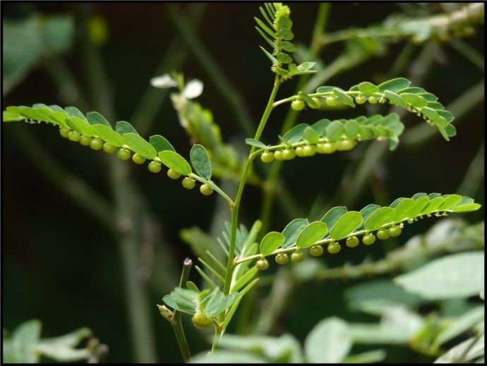 T&aacute;c dụng trị bệnh của c&acirc;y ch&oacute; đẻ v&agrave; những lưu &yacute; quan trọng