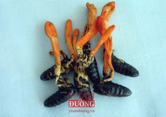 ĐTHT Cordyceps militaris tìm thấy trong tự nhiên